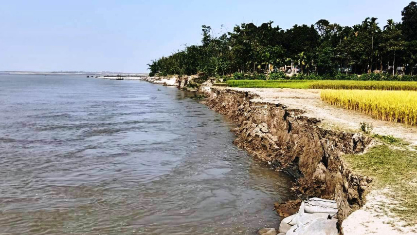 কুড়িগ্রামে ব্রহ্মপুত্রের ভাঙনে বিস্তীর্ণ এলাকার ফসলি জমি বিলীন